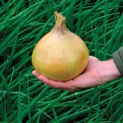£1.79 • Buy Onion Exhibition 150 Finest Seeds (show-bench  Variety)