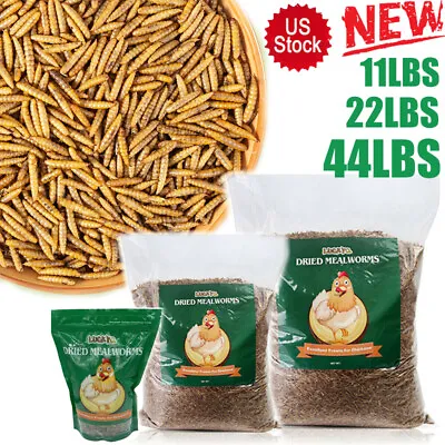 LOT Bulk Dried Mealworms Non-GMO For Wild Birds Food Blue Bird Chicken Hen Treat • $197.98