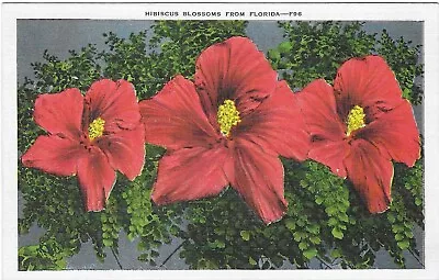Vintage Florida Linen Postcard Hibiscus Blossoms From Flowers Maidenhair Fern • $0.80