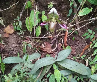 $50 • Buy Paphiopedilum Agusii Orchid Species 1 