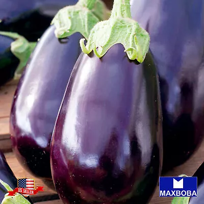 Non-GMO Eggplant Seeds - Black Beauty - And Vegetable Garden • $1.89