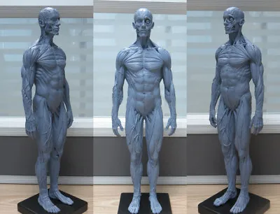 30cm 1:6 PU Human Skeleton Anatomical Model Anatomy Skull Sculpture Body Muscle • $51.59