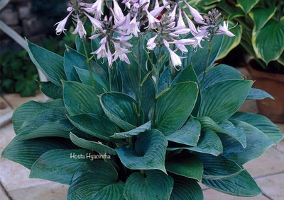 £6.95 • Buy 1 Hosta ‘Hyacintha’ Bare Root Plant