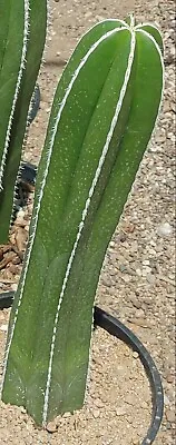 Mexican Fence Post Cactus  Pachycereus Marginatus.12  Bare Root Ships. FS • $74.99