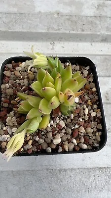 Graptopetalum Filiferum X Ech. Aga New Hybrid Succulent 05/12/2023 • $16.50