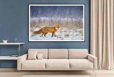 Fox Vulpe Winter Scenery Poland Print Premium Poster High Quality Choose Sizes • $24.07