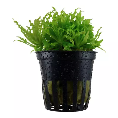 £5.99 • Buy Pogostemon Hellferi Live Aquarium Aquatic Plants Tropical Fish Tank