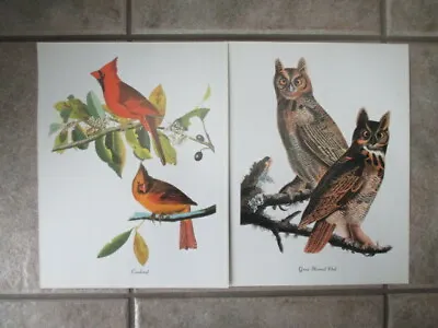 $16.95 • Buy Set Of 24 Audubon Bird Prints - Cardinal, Owls, Warblers, Oriole, Tanager, 2-4