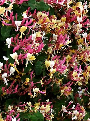 3 Scented Climbing Lonicera Serotina Honeysuckle Garden Ready Plant 9cm Pots • £17.99