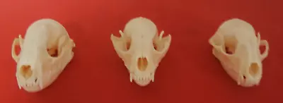 Lot Of 3 Raccoon (Procyon Lotor) Skulls Bone Real Taxidermy • $21.95