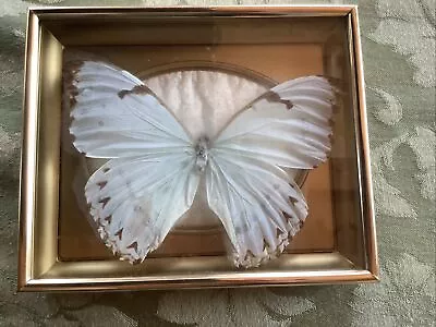 Butterfly Morpho Catenaries Mint Morpho Framed Taxidermy • $0.99