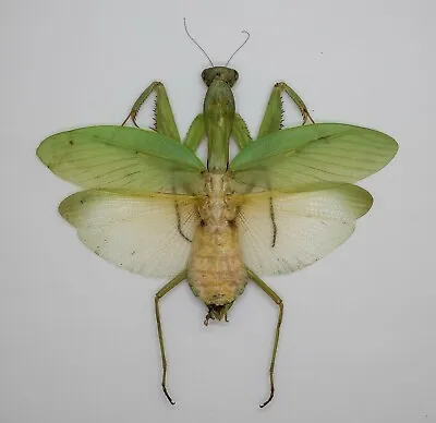 Mantidae -  Mantidae -  Hierodula Sp (Large)  - Tapah Hills Malaysia (GM111-A) • $45.98