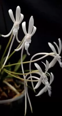 Vanda Falcata Orchid Species • $29