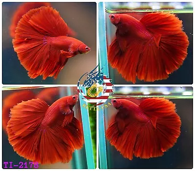 Live Betta Fish High Quality Halfmoon High Quality Super Red Chili • $19.95