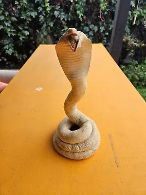 Vintage Taxidermy Javan Spitting Cobra (Naja Sputatrix) • $399