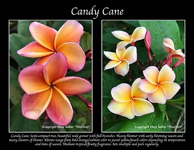 $10.95 • Buy Candy Cane Plumeria Seedling Live Tropical Plant *Beautiful Fragrant*