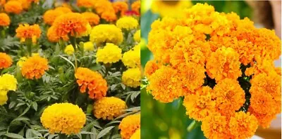 Marigolds AFRICAN LANDSCAPER'S PACK BULK Tall 500+ Seeds Pure & Fresh Non-GMO • $6.98