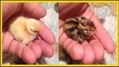 16+ Fertile Hatching Eggs Quail Coturnix JUMBO/White Texas A&M And Brown Pharaoh • $24