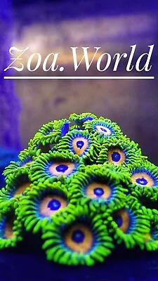 Lazy's  Lashes 1 Polyp Frag By Zoa.World Free Shipping $85 • $19.99