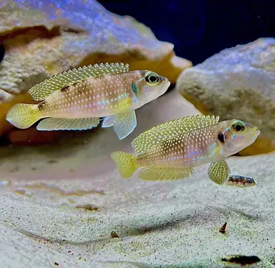 Lamprologus Singatus Lake Tanganyika Cichlid Lovely Fish • £17.32