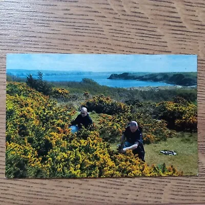 Postcard Monks Gathering Gorse Caldey Island Off Tenby Wales  • £0.99