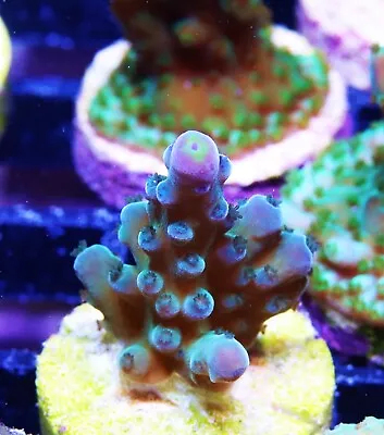 WWC Yellow Tips Austera Acropora Zoanthids Paly Zoa SPS LPS Corals WYSIWYG • $4.99