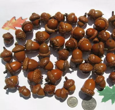 35 Whole Red Oak Acorns With  Attached Caps. Coated To Show The Wood's Beauty. • $19.99