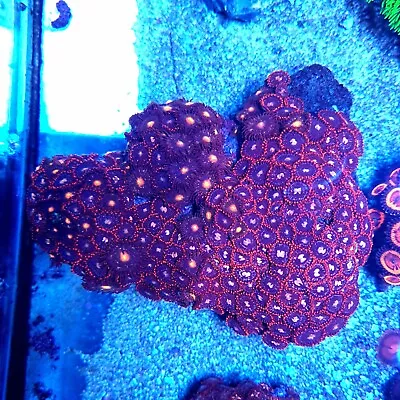 Large Zoa Rock With Red Lashes (Zoanthus Sp.) • £49