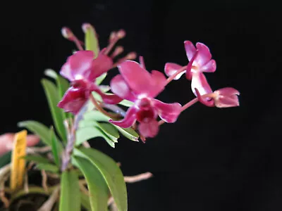 DO Select - Neostylis Pinky Vanda Falcata X Gigantea Dwarf Orchid 2 Spikes! • $49.99