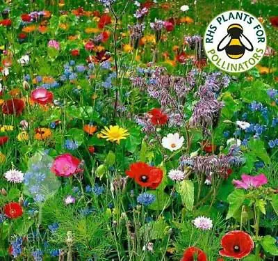 ORGANIC 5000 SEEDS English Wild Flower Meadow Attracts BEES BUTTERFLY (NO GRASS) • £8.99
