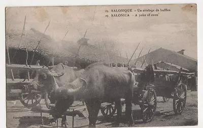 Salonica A Yoke Of Oxen Postcard B424 • £3.29