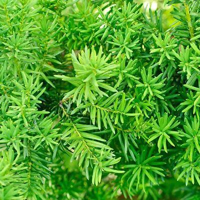 Yew Hedging Pack - 10 Plants For 10ft (3.3M) • £32.99