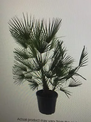 Chamaerops Humilis - European Fan Palm - Specimen 135cm High Inc.pot • £201.15