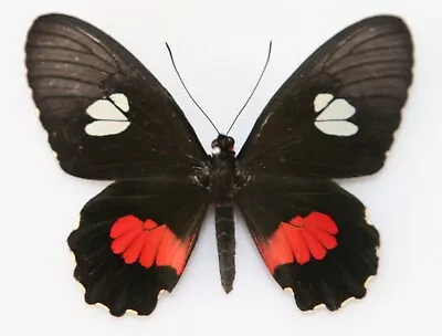 Butterfly X1 Female Parides Anchises Cymochles (Trinidad) Endemic • $10.04