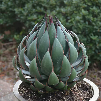 Praying Hands Mangave STARTER Plant Agave/Manfreda Hybrid RARE New Crop 1.5-2.5  • $17.99