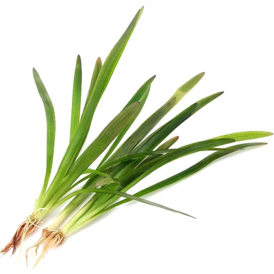 £3.99 • Buy Sagittaria Subulata 3 (BIG 20cm+) Grass Live Aquatic Plant Tropical Fish Tank 