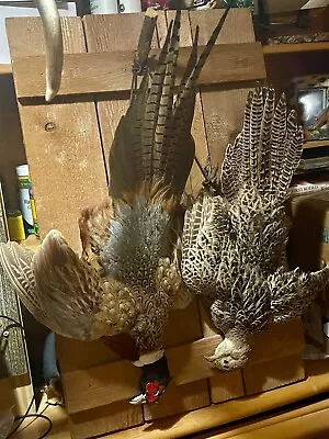 Ring-necked Pheasant Taxidermy-Classic DEAD MOUNT.  Rooster And Hen • $250