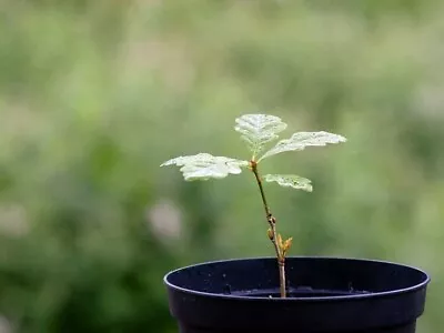 20 Northern Red Oak Seedling Live Trees Bare Root Dormant No Leaves • $40