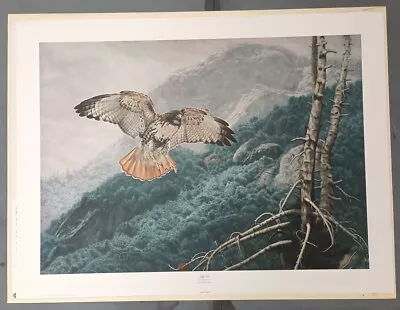 Charles Frace Signed Limited Edition Print “Lofty View Red-Tailed Hawk 2314/2500 • $175