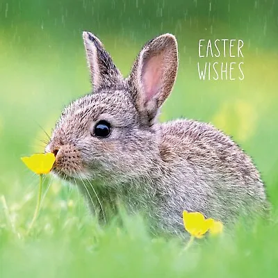 Easter Wishes Cute Baby Bunny Rabbit Grass 5 Pk Cards Save The Children Charity • £2.49