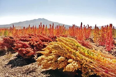 $2 • Buy QUINOA 'White' 300+ Seeds Gluten Free ORGANIC Vegetable Garden SPROUT Superfood