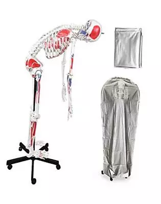  VAS230 Full Size Flexible Human Skeleton With Hand Painted Muscles -67” |  • $349.44