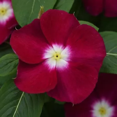 Vinca Seeds 50 Seeds Mediterranean XP Burgundy Halo NEW • $4.75