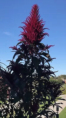 Amaranth OPOPEO Red Flower Edible Leaves & Grain Microgreens Non-GMO 1500 Seeds! • $3.98