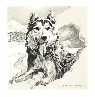 Siberian Husky - CUSTOM MATTED - Dog Art Print - Morgan Dennis • $15