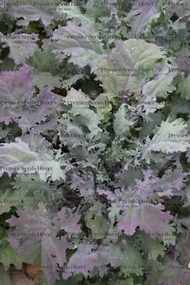 Organic Kale Borecole Heirloom Red Russian 2 Grams • £2.59