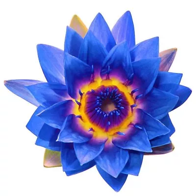 Purest Blue Lotus Absolute   Essential Oil 15 Ml/ • $15.95