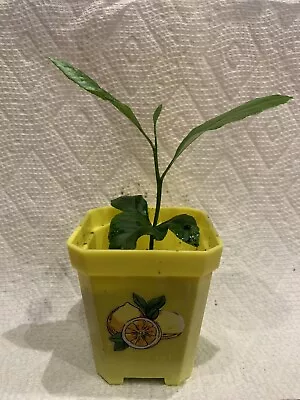 One Meyer Lemon NON GMO ORGANIC  Seedling 3''-4” In 2.5” Plastic Pot. • $28