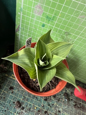 £3 • Buy Hosta - Unknown Hosta - Garden Ready - Lot 33