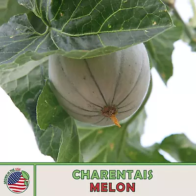 40 Charentais Melon Seeds French Heirloom Cantaloupe Non-GMO Genuine USA • $5.95